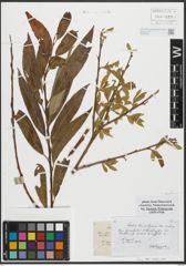 Foto von Salix russelliana Sm.